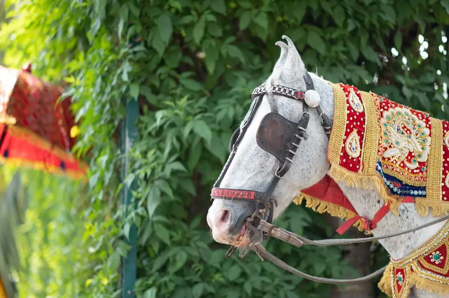 Elephant for Baraat